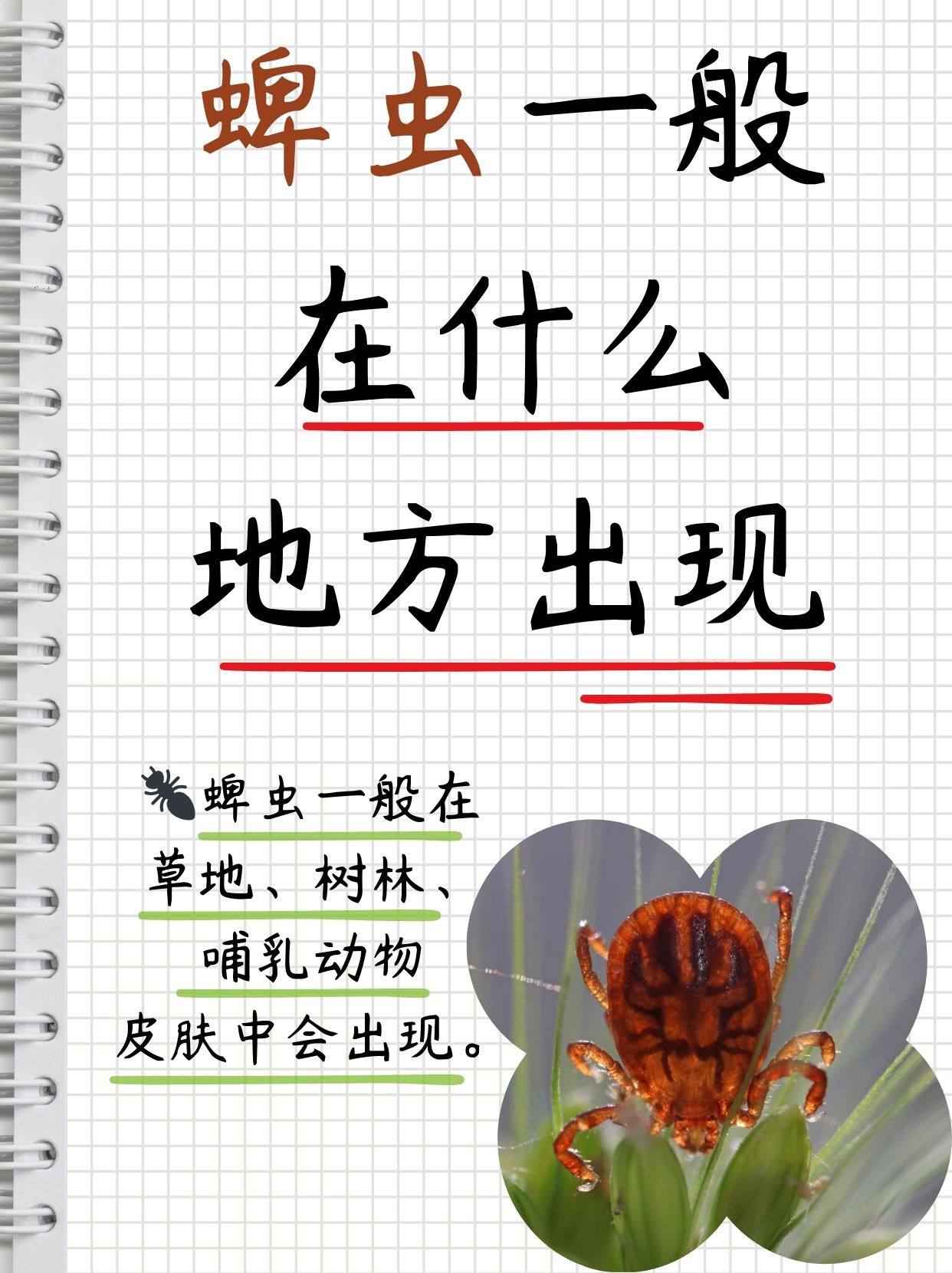 想象一下,丘陵,山地,郁郁葱葱的橘树林,还有那广阔的草地,都是蜱虫