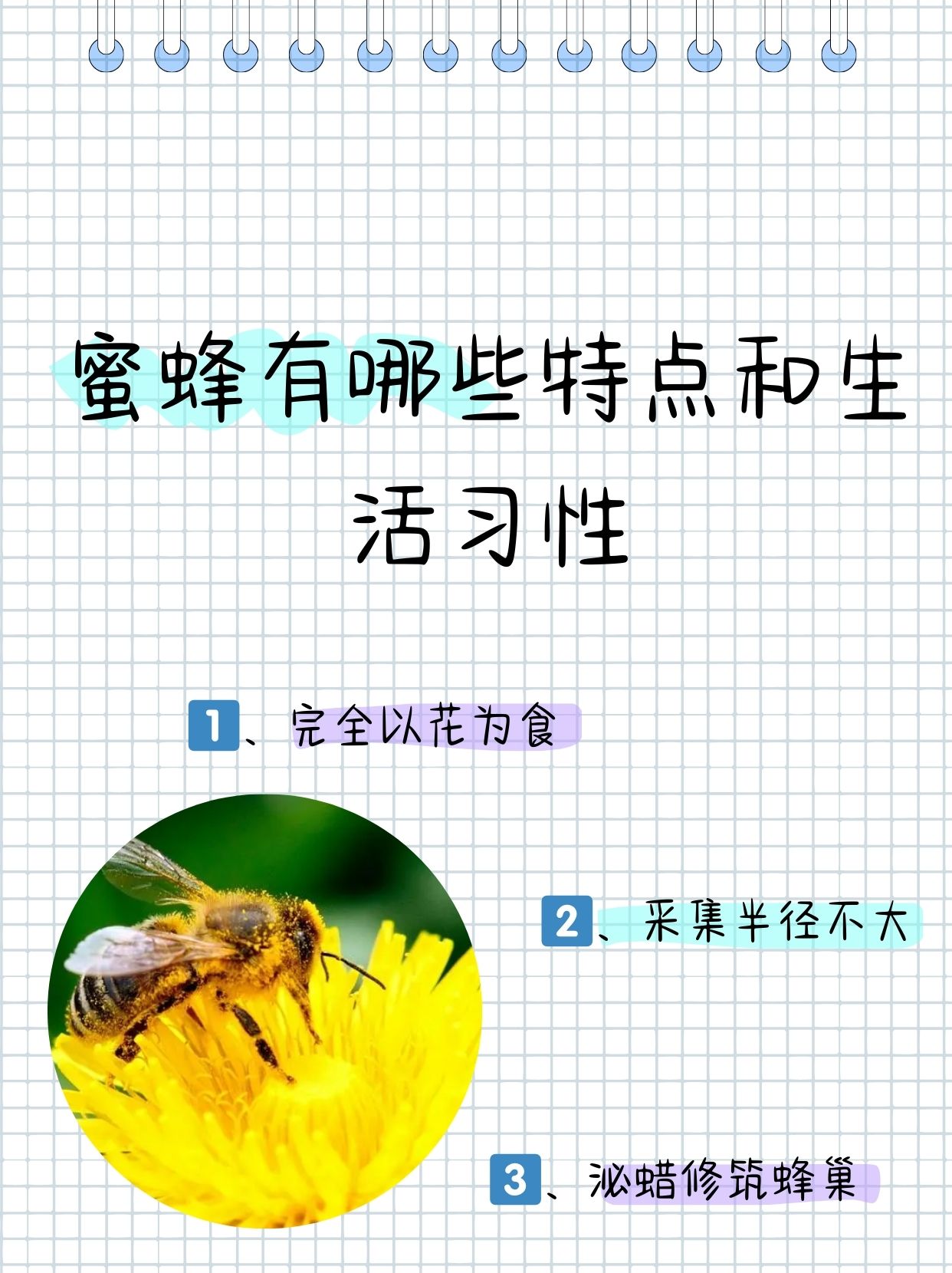 蜜蜂有哪些特点和生活习性  小蜜蜂,甜蜜的小建筑师,它们在花开的季节