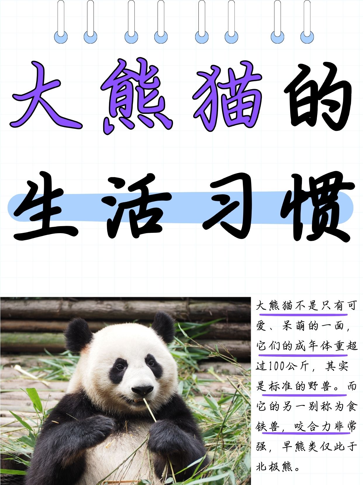 今天老师在课堂上给孩子们讲解了大熊猫的知识