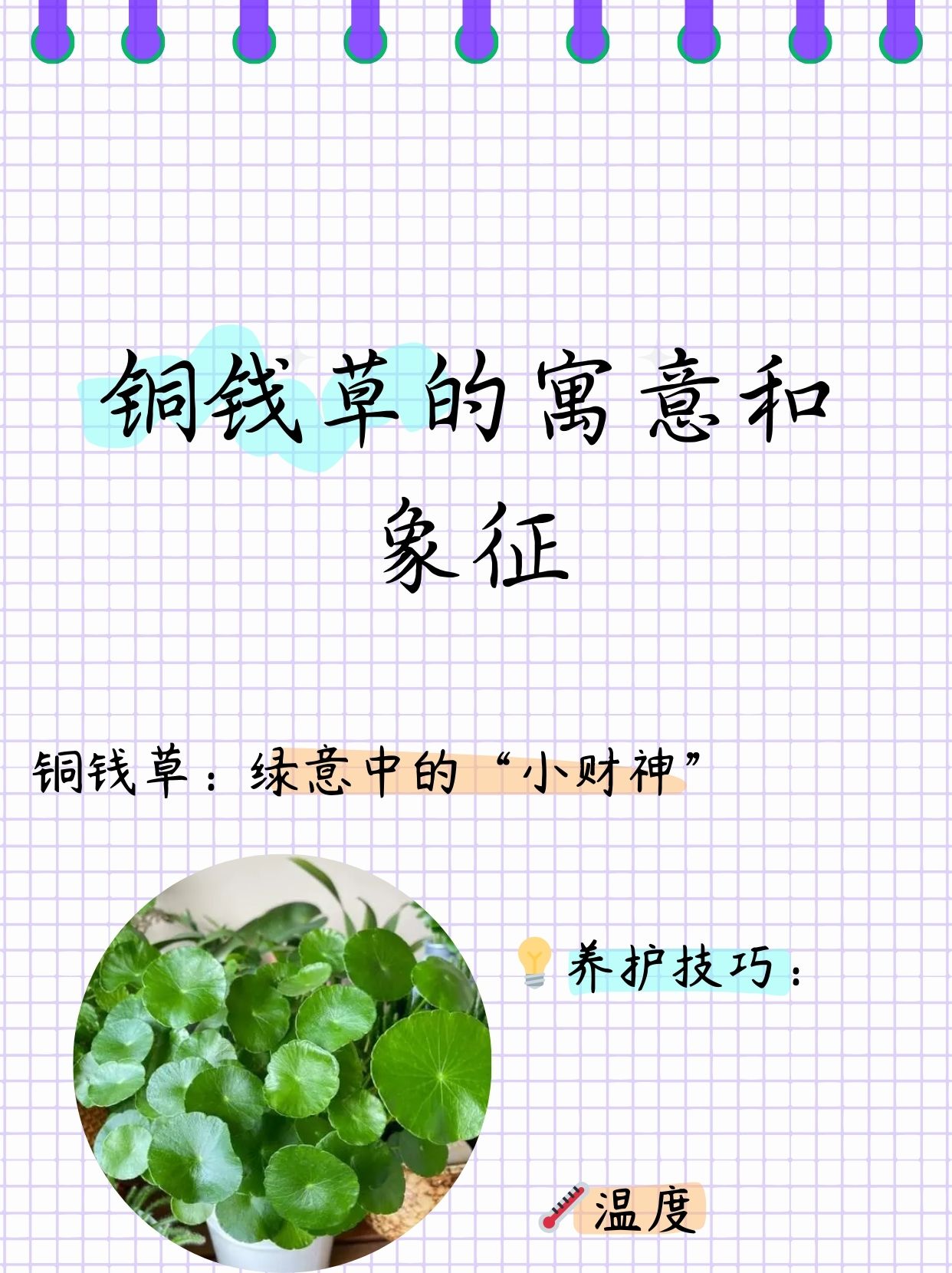 铜丝草的功效与作用图片