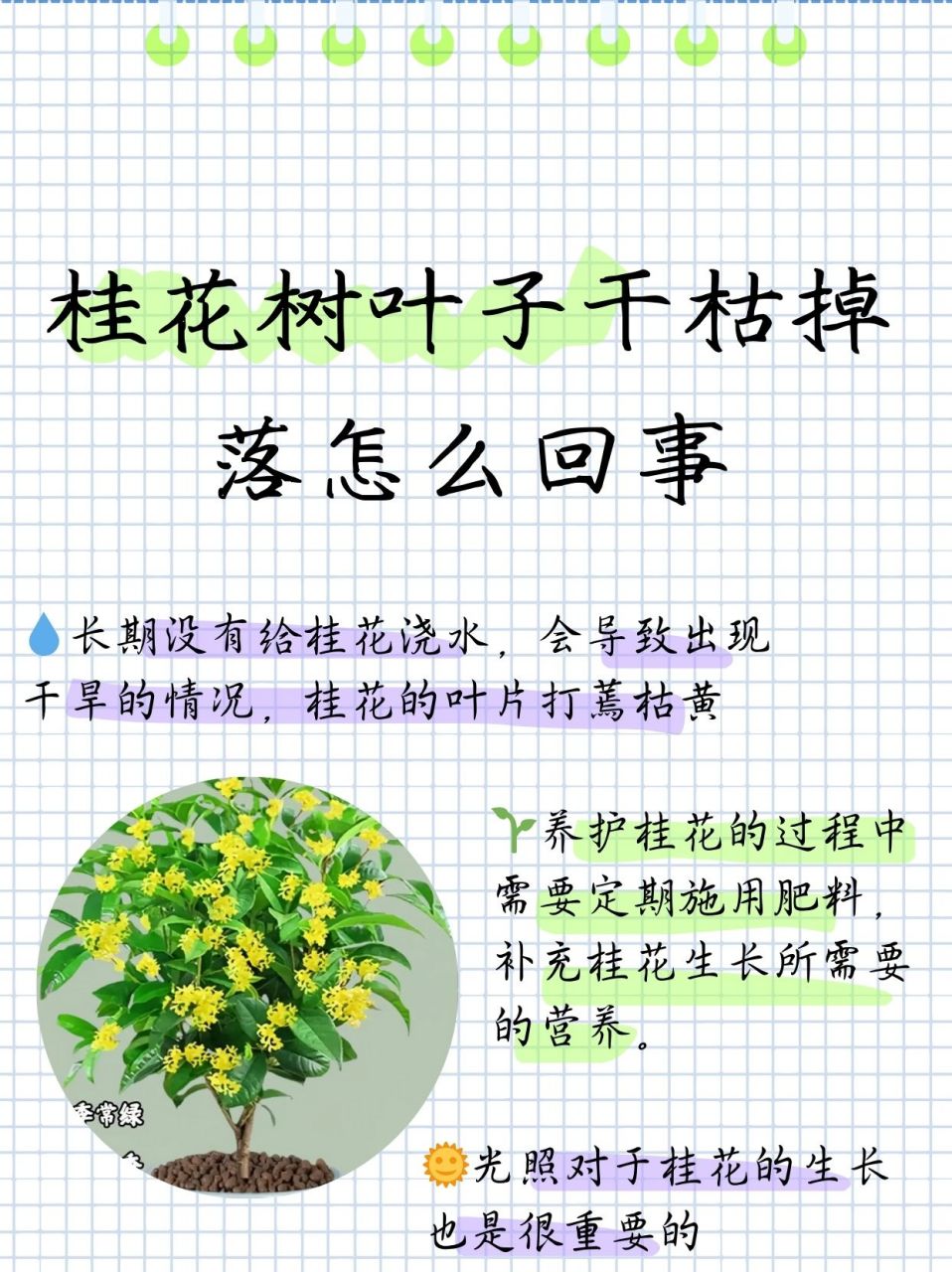 桂花叶的简介图片