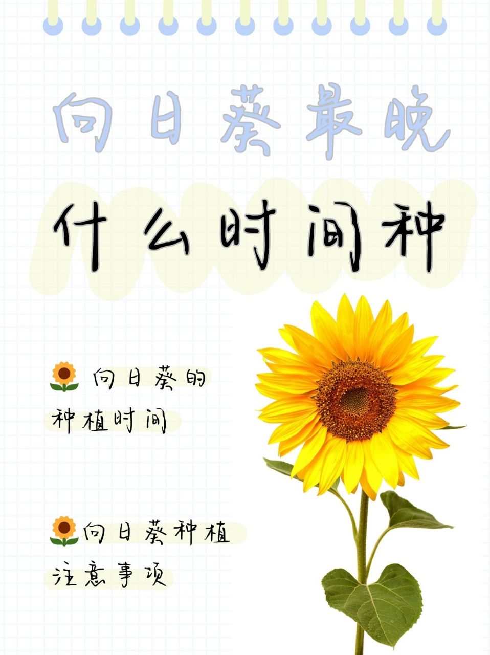 东北三省的小伙伴们,得等到温柔的四月中旬,给向日葵一个温暖的拥抱