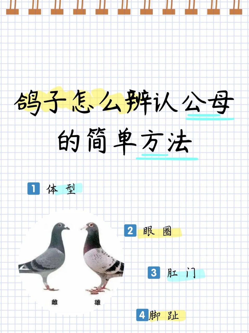 鸽子怎么辨认公母的简单方法  9415 揭秘!如何慧眼识"鸽"分公母?