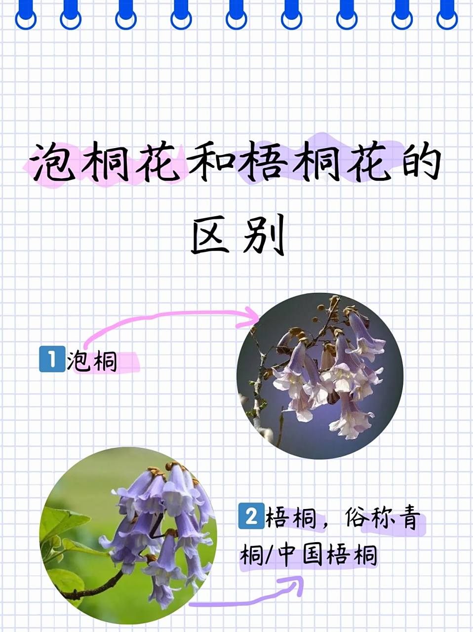 泡桐花和梧桐花的区别  11566遇见泡桐君  97哈喽,我是泡桐