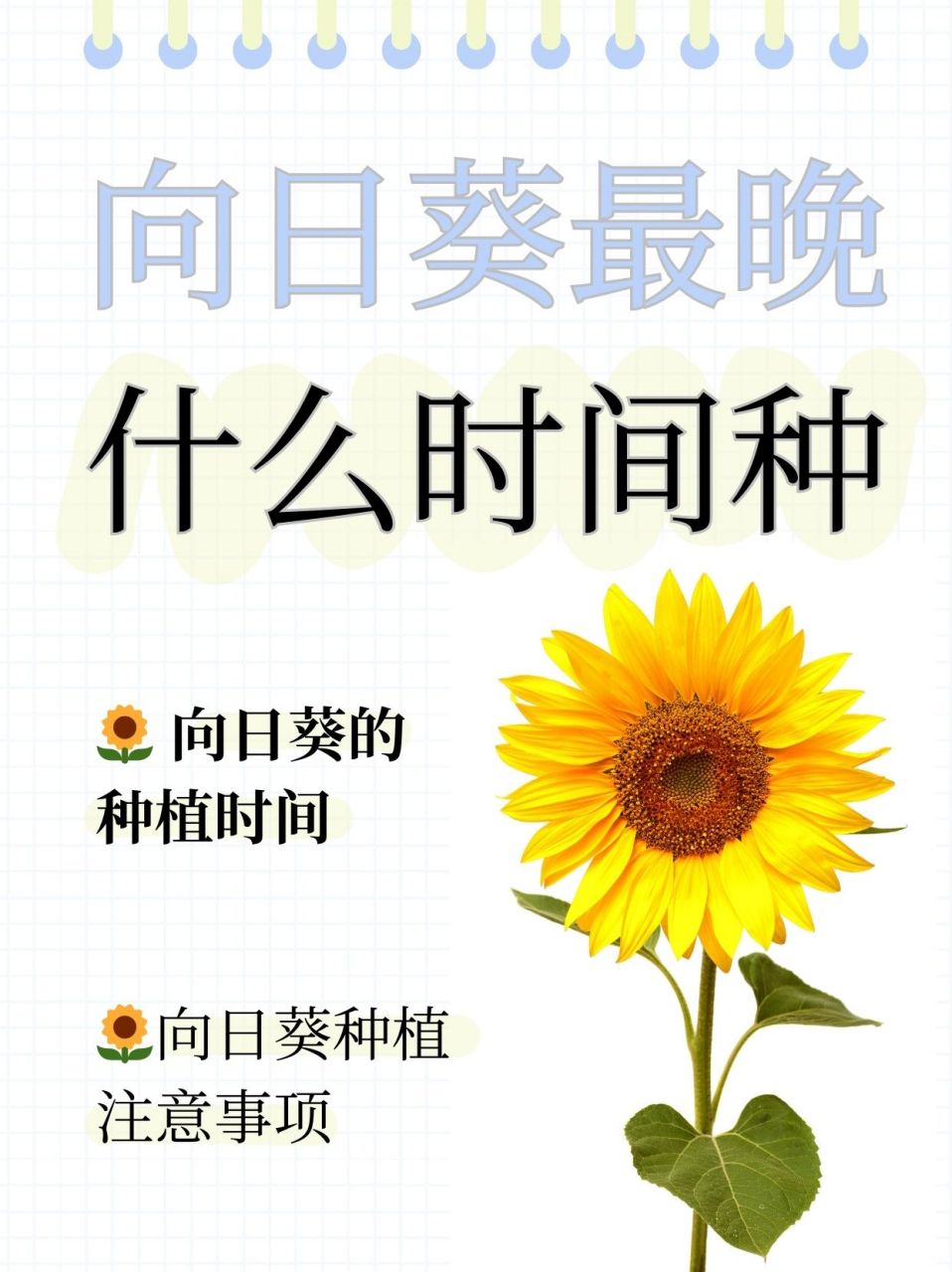 东北三省的小伙伴们,得等到温柔的四月中旬,给向日葵一个温暖的拥抱