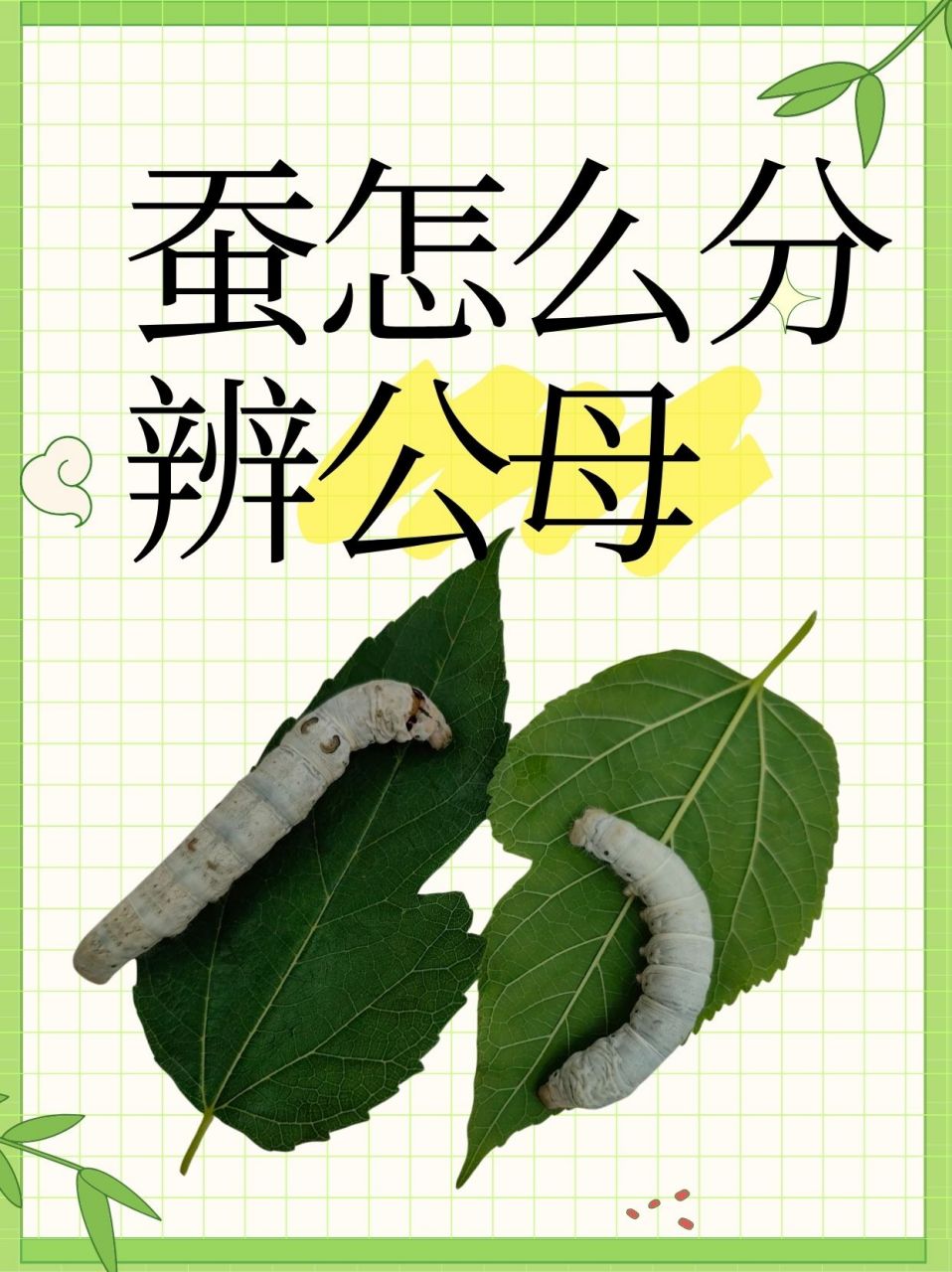 蚕怎么分辨公母  91在蚕宝宝的世界里,从蚕卵到蚕蛾,每一个生命阶段