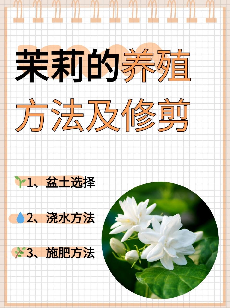 茉莉花养殖技巧图片