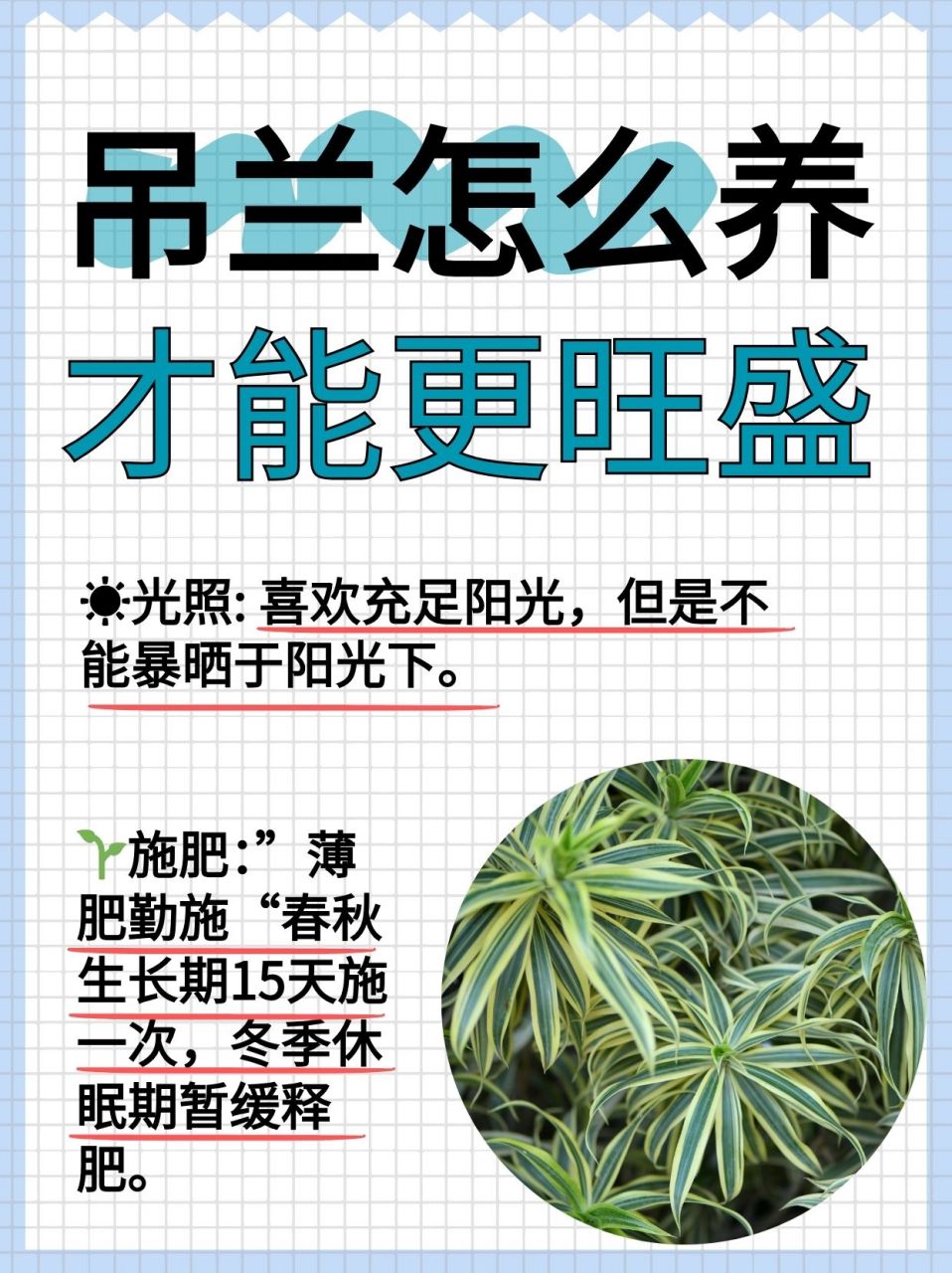 吊兰怎么养才能更旺盛  ☀️光照: 亲爱的小伙伴们,吊兰喜欢充足