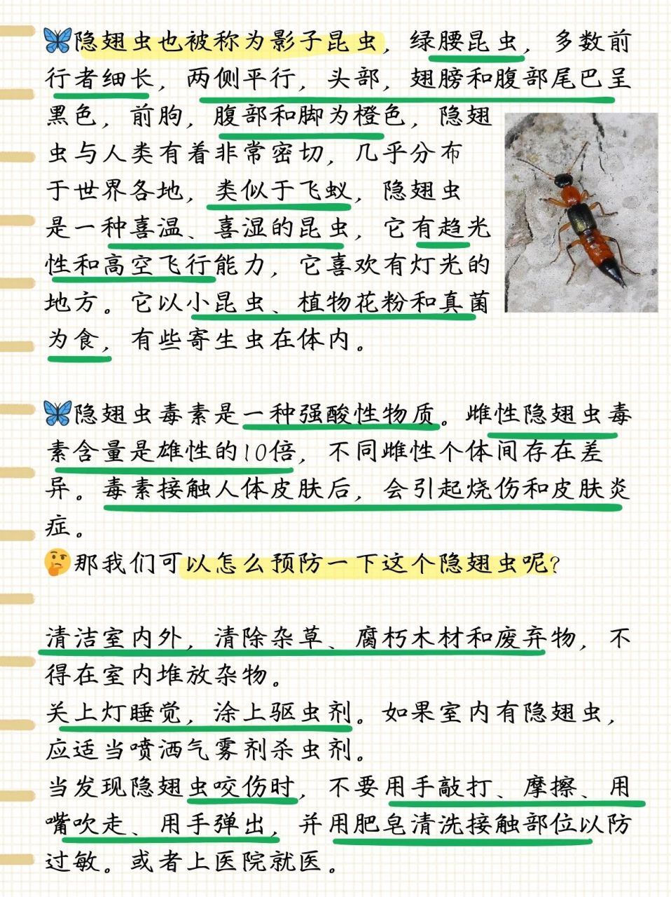 如何区分蠼螋和隐翅虫  94聊聊隐翅虫与蠼螋,两位常见小邻居 94