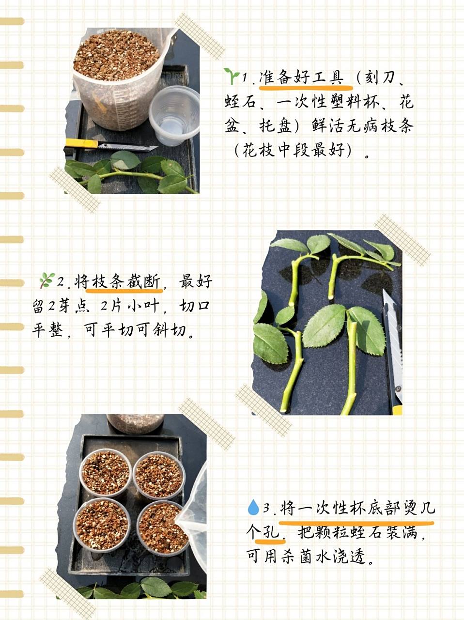 月季扦插生根最快方法  971.