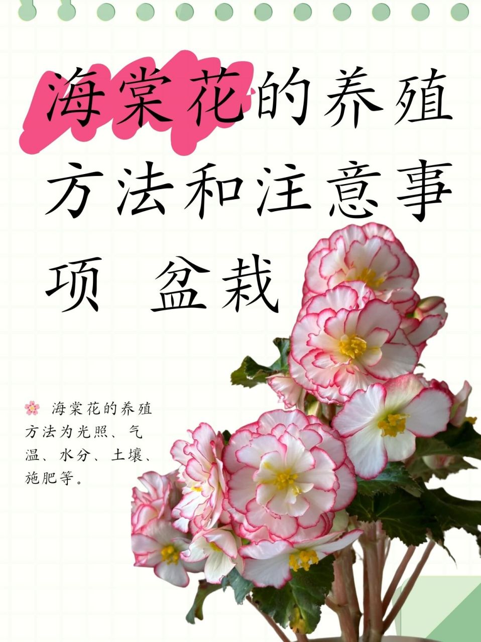 海棠花的养殖方法和注意事项 盆栽  94 揭秘海棠花的养护秘籍:光照