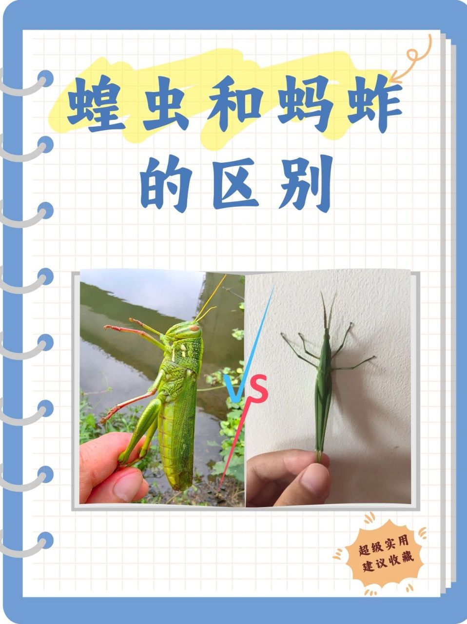 其实呀,蚂蚱(学名蚱蜢,昵称草蜢)可是个大家族,而蝗虫只是它家族中的