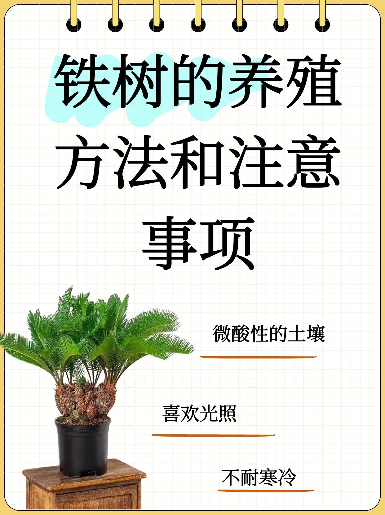 铁树的养殖方法和注意事项   铁树养护秘籍大公开!