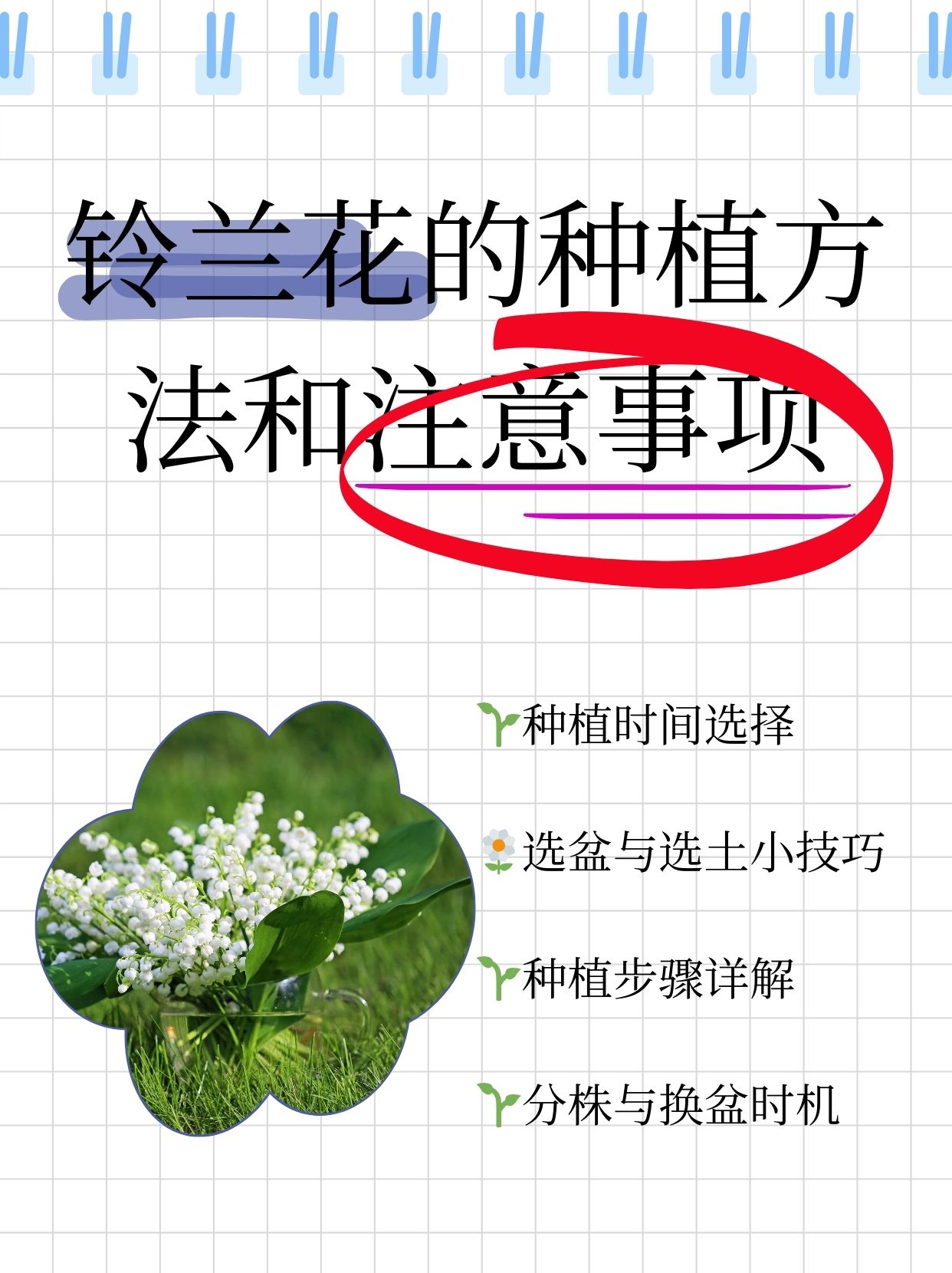 这两个时段气候温柔得像妈妈的手特别适合铃兰宝贝茁壮成长
