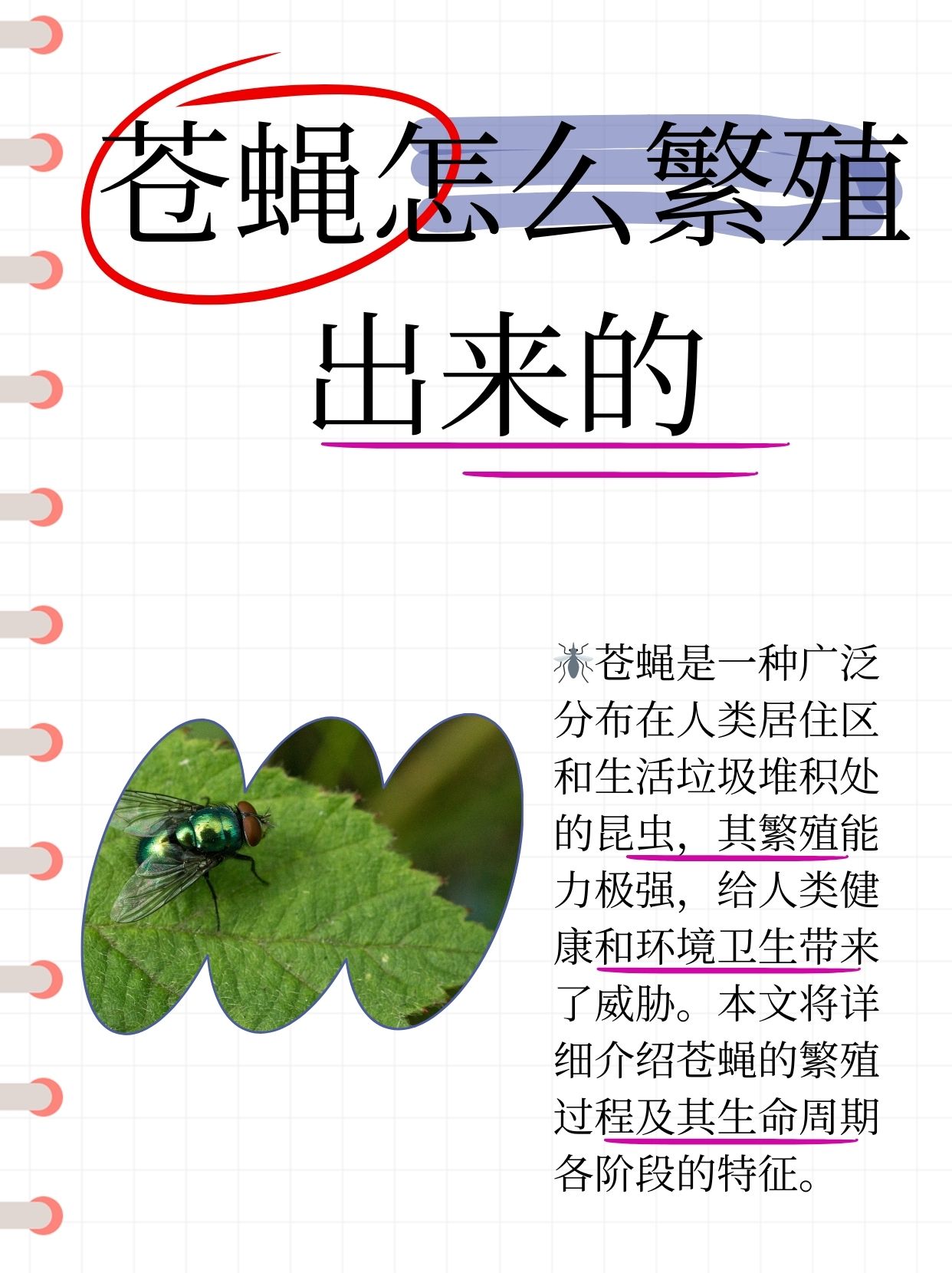 苍蝇怎么繁殖出来的