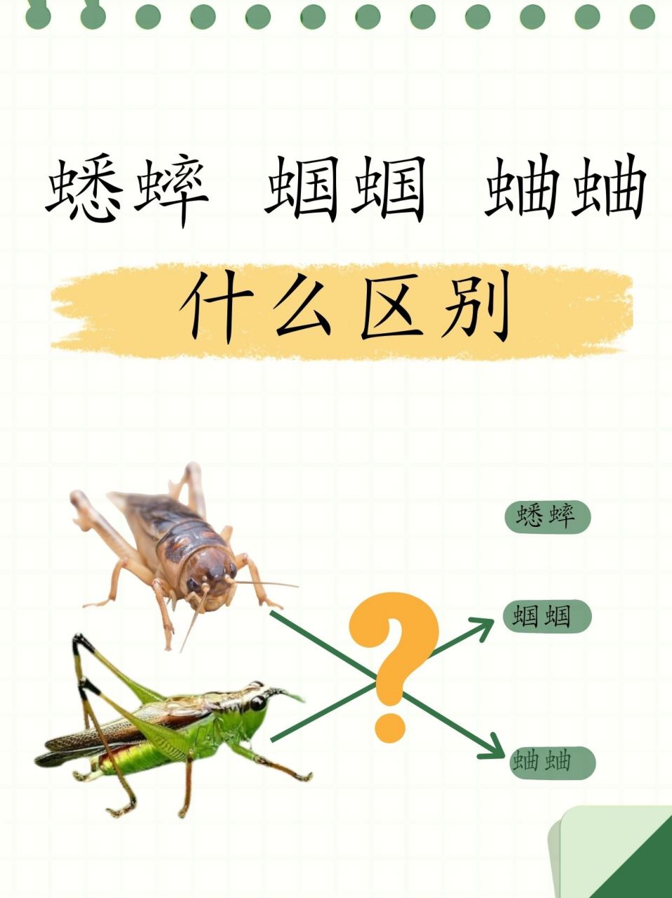蟋蟀 蝈蝈 蛐蛐什么区别  92一,揭秘昆虫界的"音乐家"与"夜行侠"