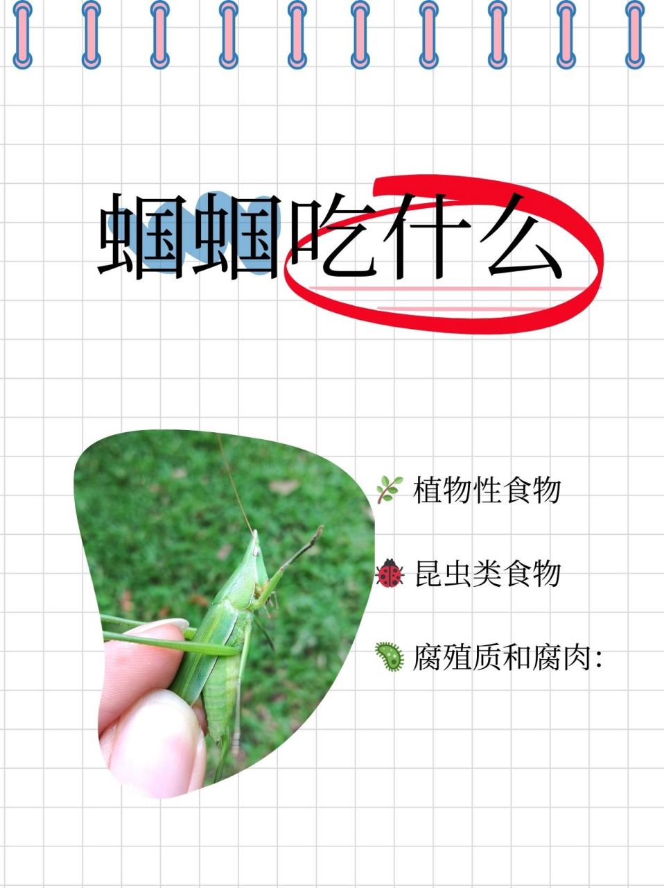 蝈蝈吃什么  97 绿色盛宴:蝈蝈的素食天堂 95 绿叶与嫩芽的交响乐