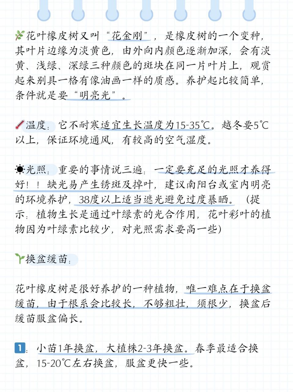 橡皮树修剪方法图片