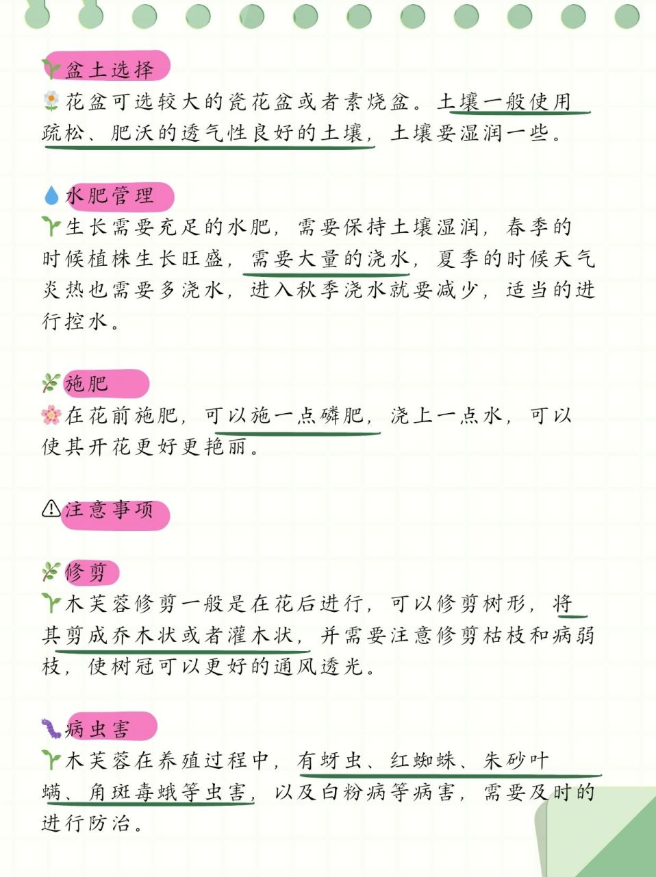 芙蓉花的养殖方法图片