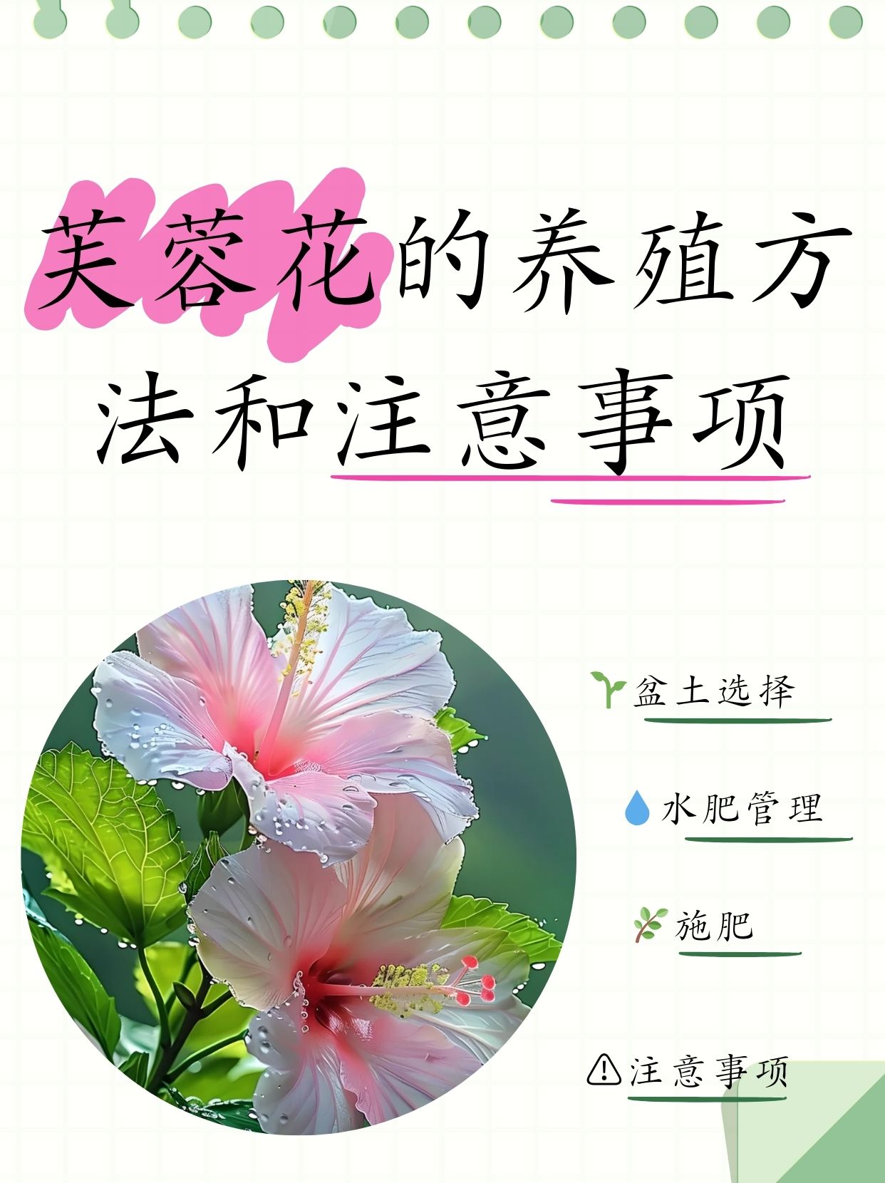 木芙蓉花诗句唯美图片