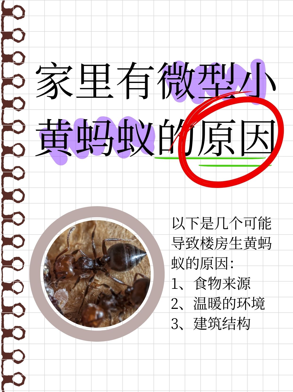黄蚂蚁这家伙小巧玲珑对甜食水分和温暖怀抱情有独钟
