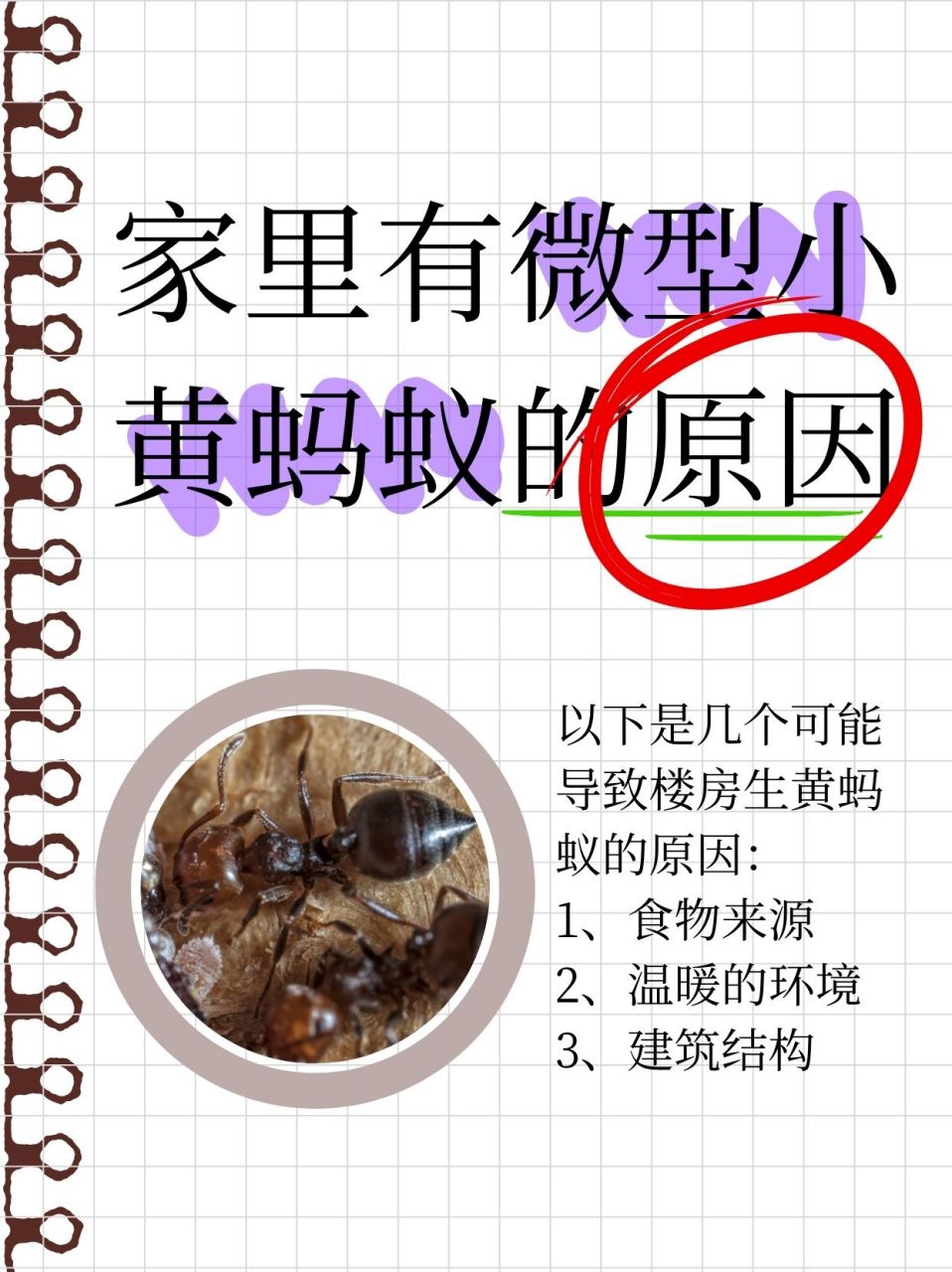家里有微型小黄蚂蚁的原因  93为啥楼房里总爱"招待"黄蚂蚁?