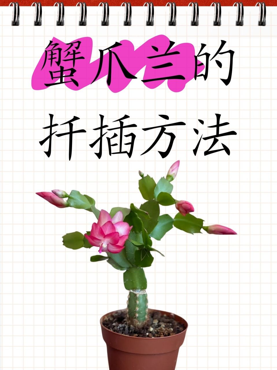 蟹爪兰的扦插方法  1,91 要选择健康饱满叶片的枝条哟,我这次只取了