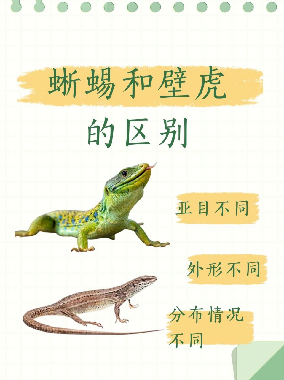21566 壁虎:则是壁虎亚目.