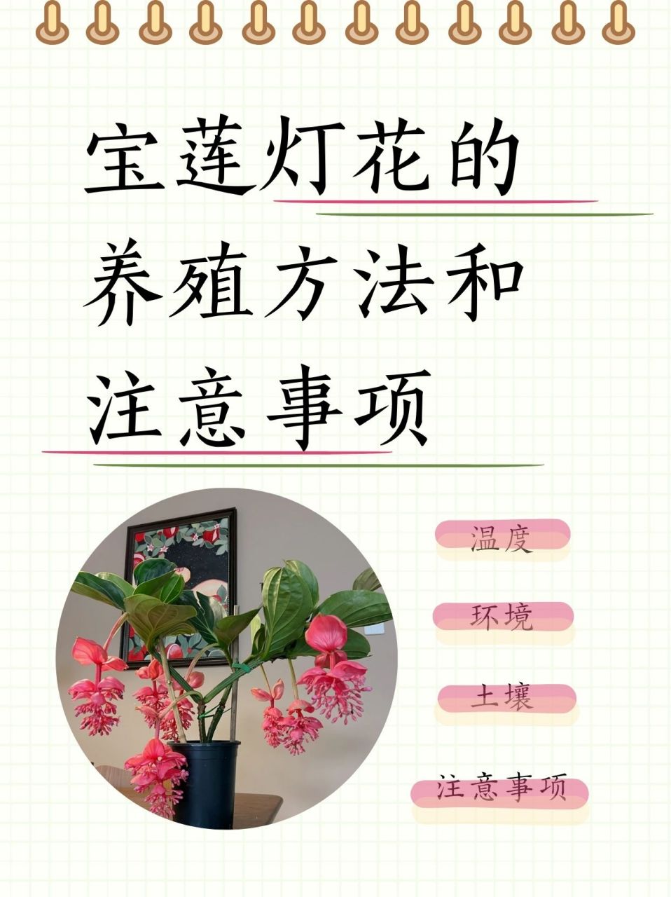 宝莲灯花叶斑病怎么治图片