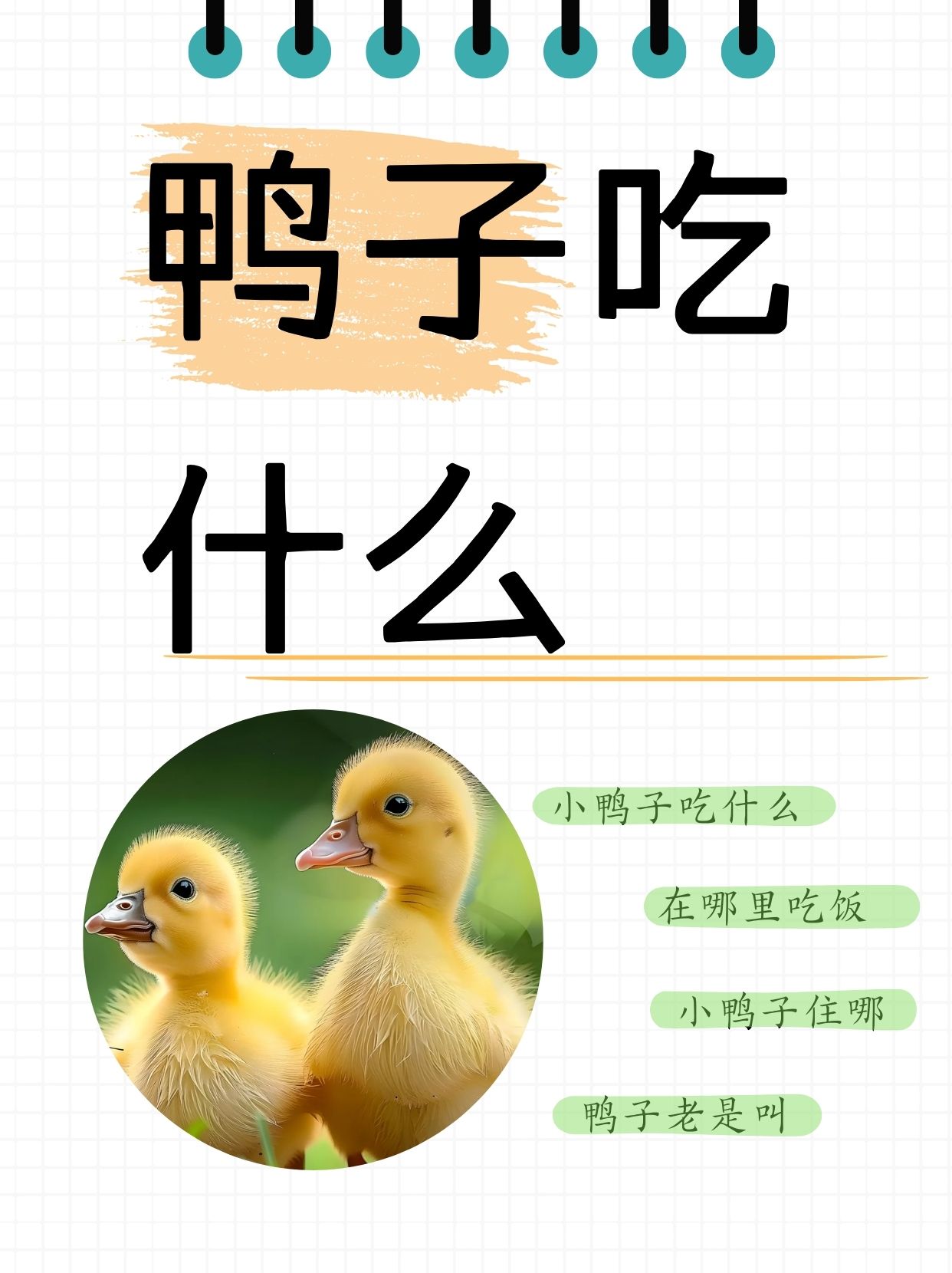鸭子吃什么  鸭宝到家65日庆典!