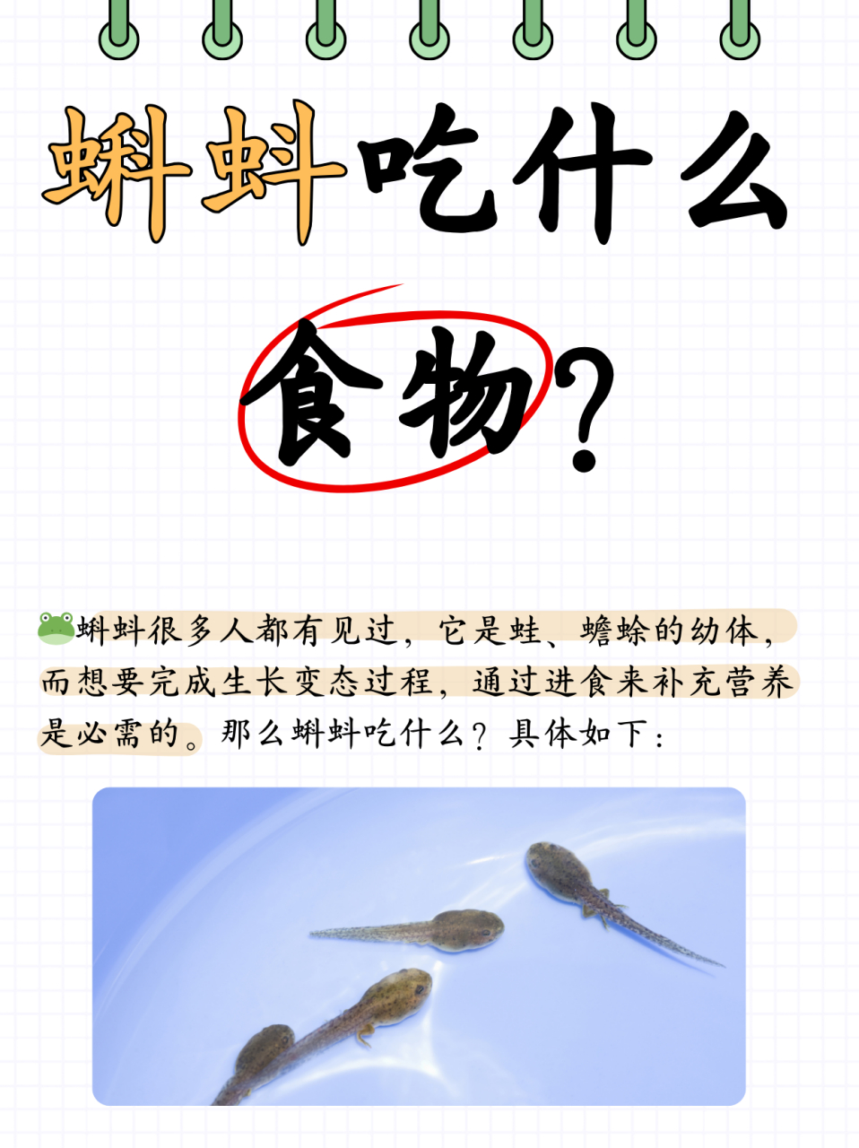 蝌蚪吃什么食物?