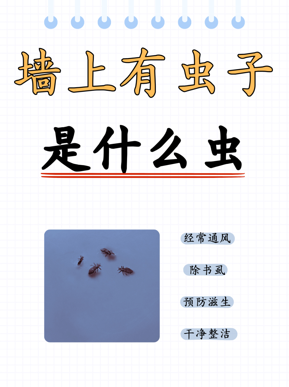 墙上有虫子是什么虫  🏠家里新装修的房子才不到一年,偶然间发现刮