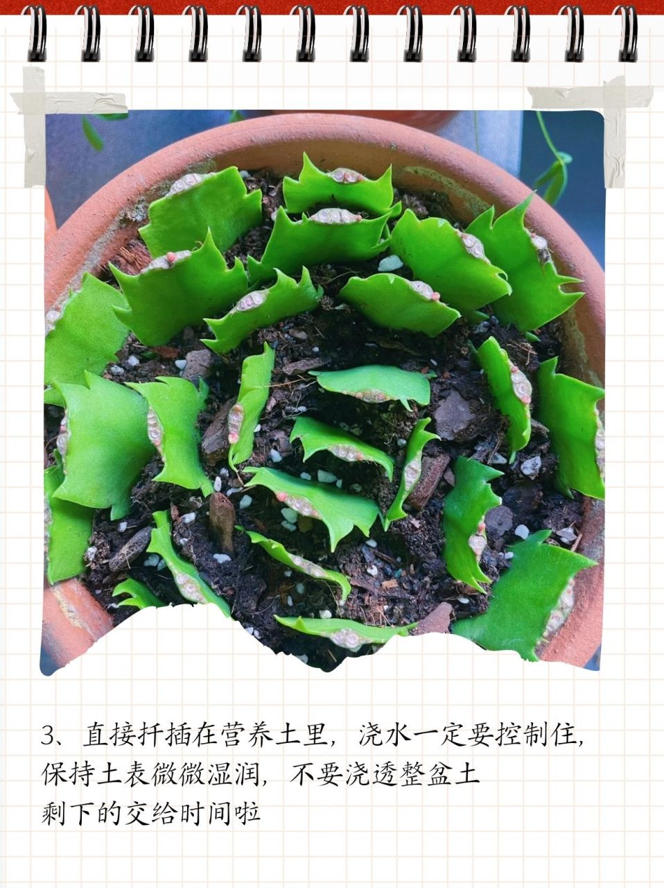 蟹爪兰的扦插方法  1,91 要选择健康饱满叶片的枝条哟,我这次只取了