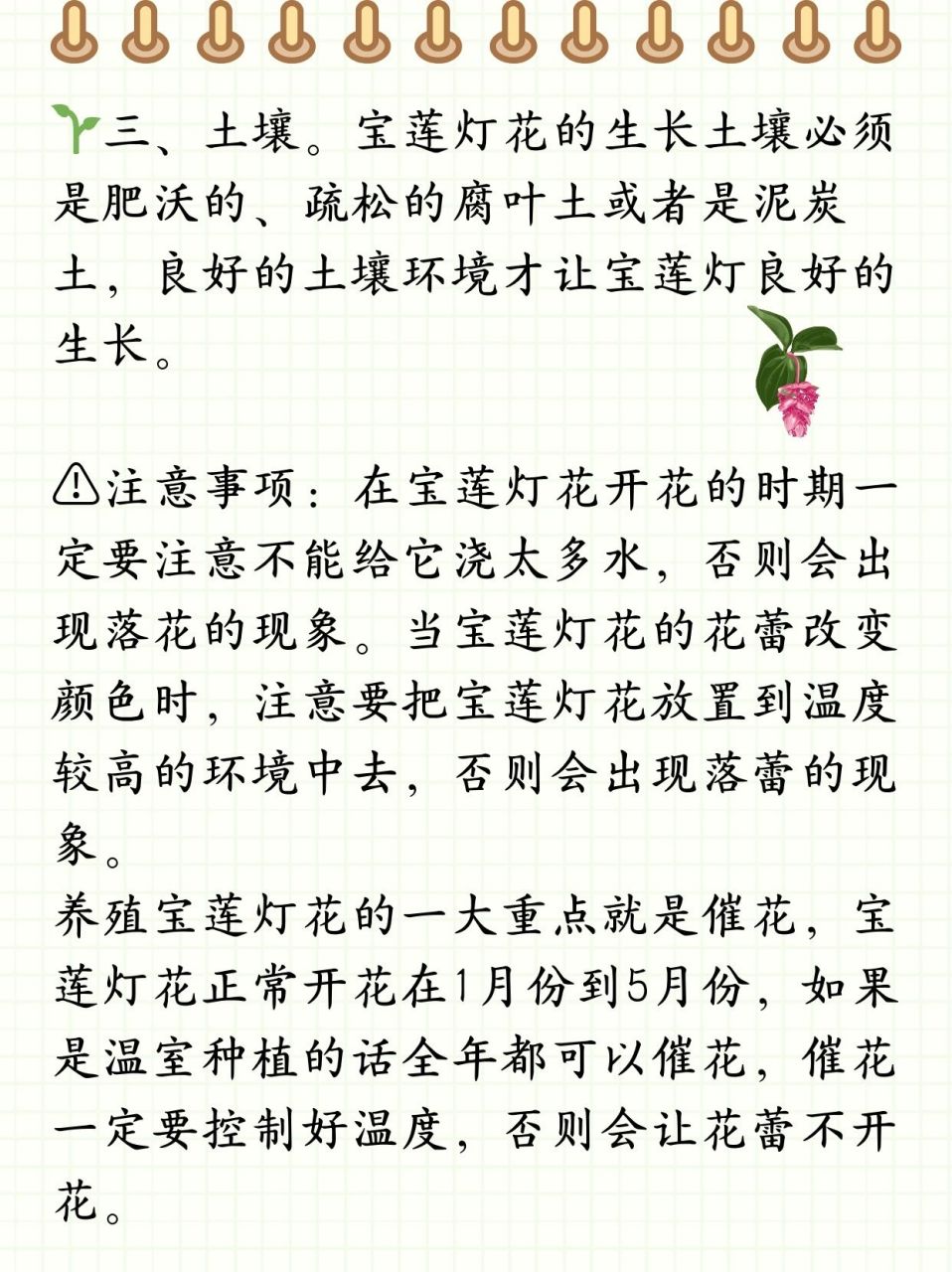 宝莲灯花叶斑病怎么治图片