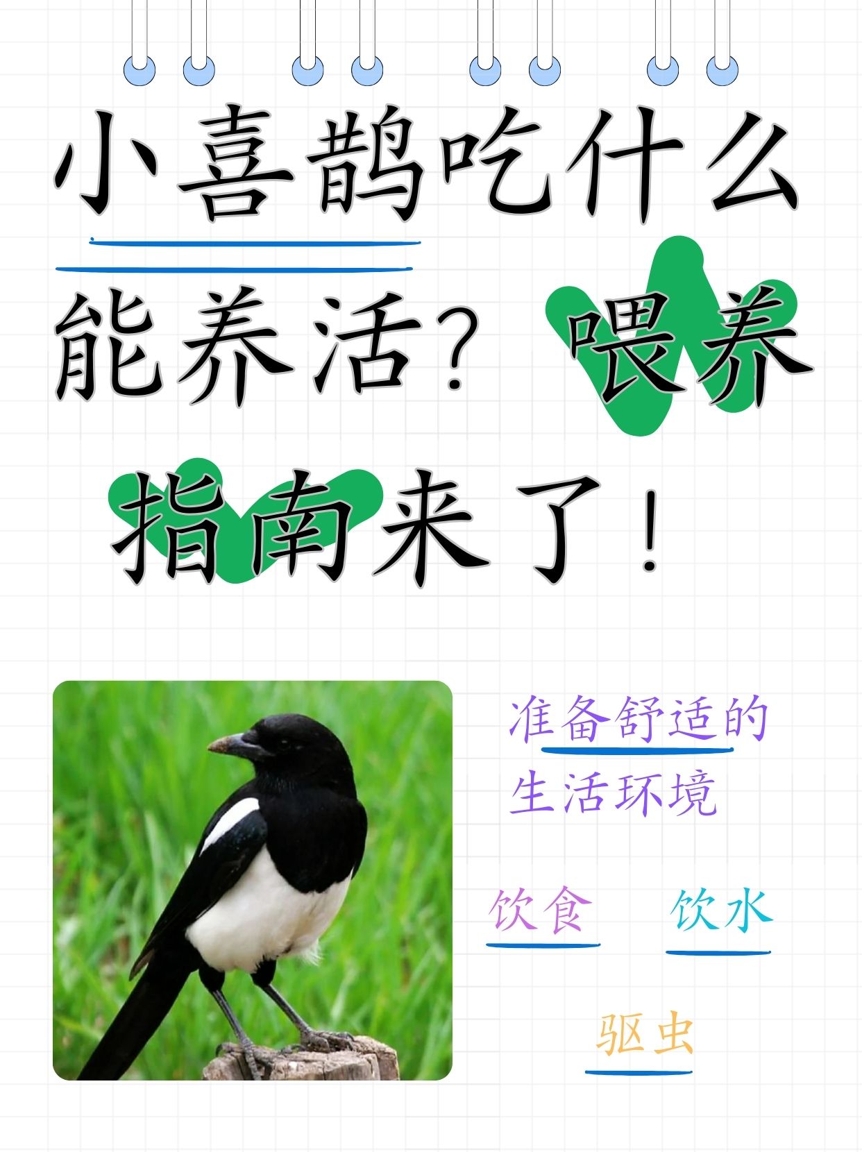 喂养喜鹊喜欢吃什么灰喜鹊吃什么捡到一只喜鹊要警惕喜鹊雏鸟吃什么