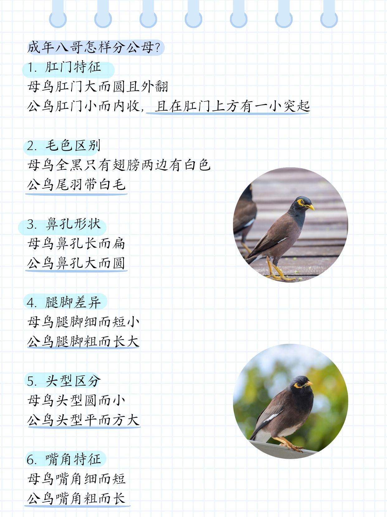 八哥分公母最准确的方法  朋友送我一只八哥,可是我也没有养过这个小