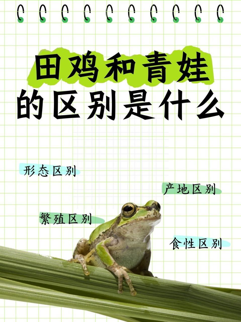 因为我也不知道具体原因,只好上网搜索整理了一下田鸡跟青蛙的区别,不