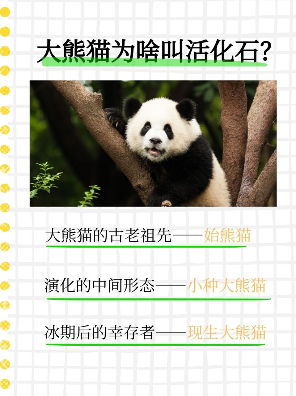 大熊猫为什么被称为活化石  今天老师跟孩子们介绍了大熊猫,孩子回家