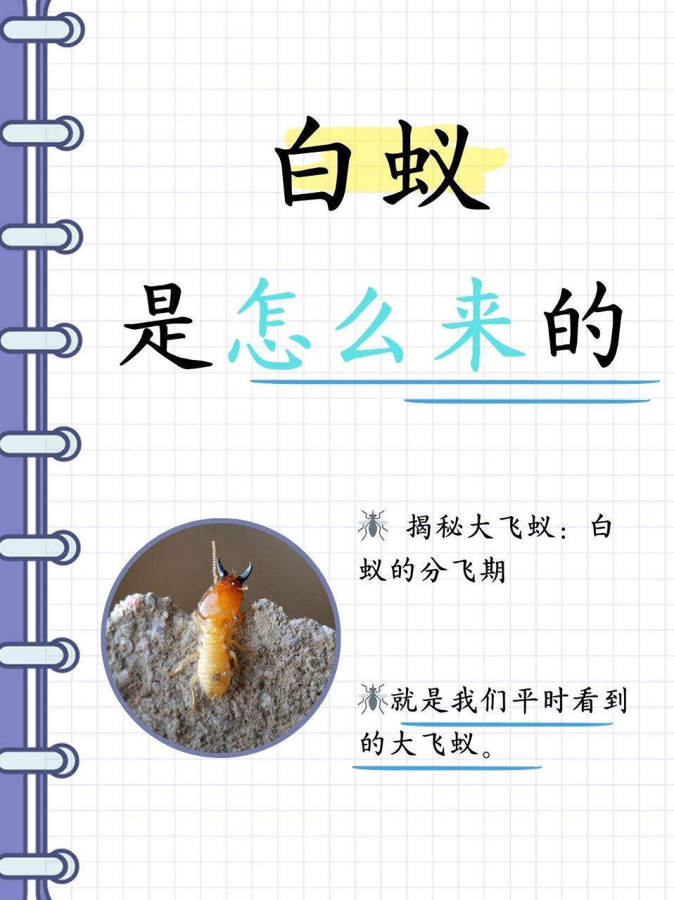 白蚁是怎么来的  写作业的时候突然听到凳子上有滋滋的响像是啃食什么