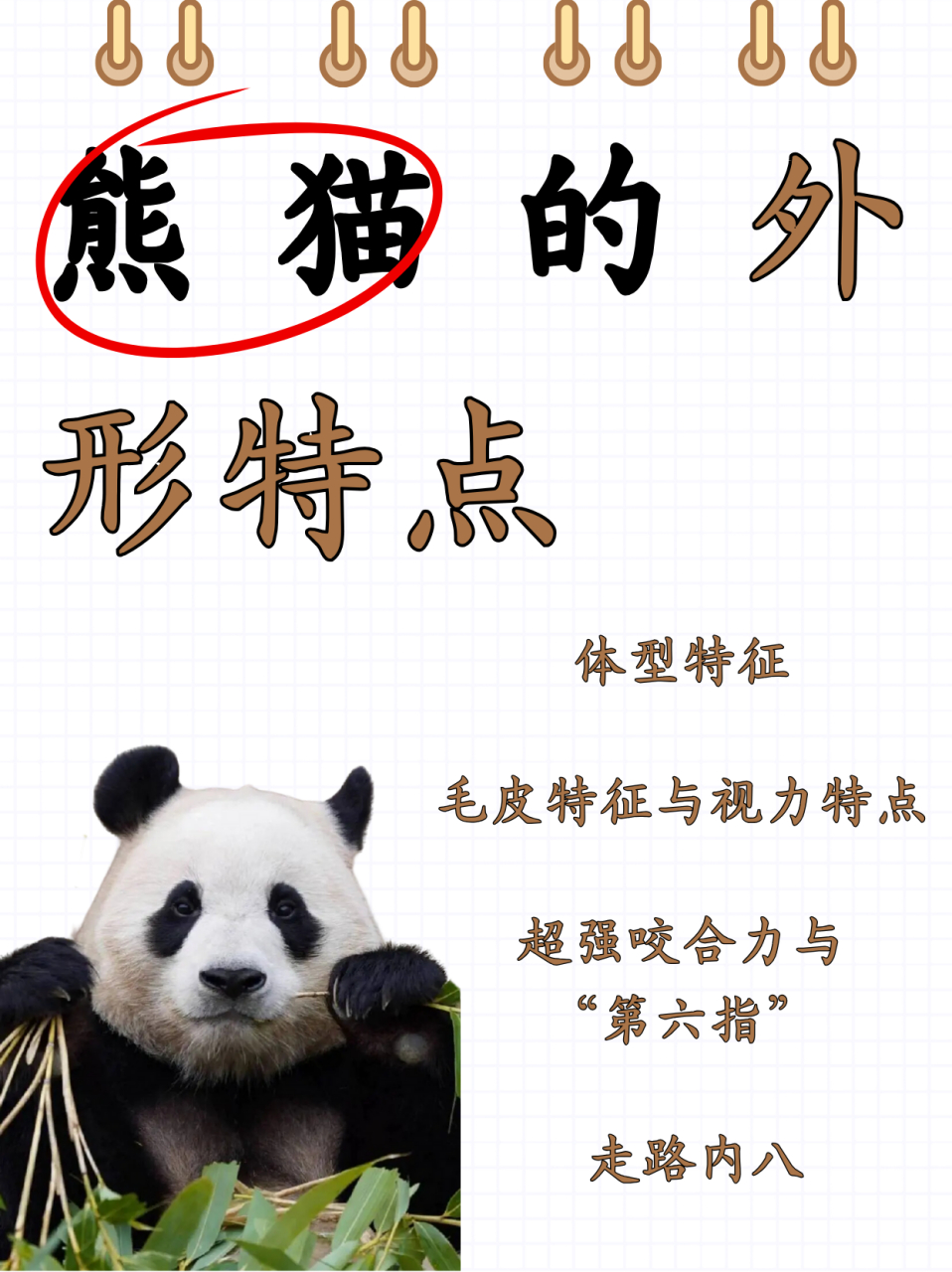 熊猫的外形特点  前段时间刚刚一家人去了秦岭动物园,看了国宝大熊猫