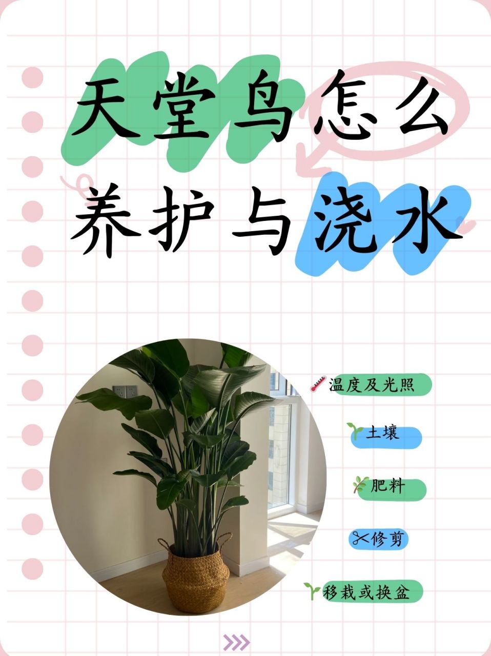 91天堂鸟养护小常识91