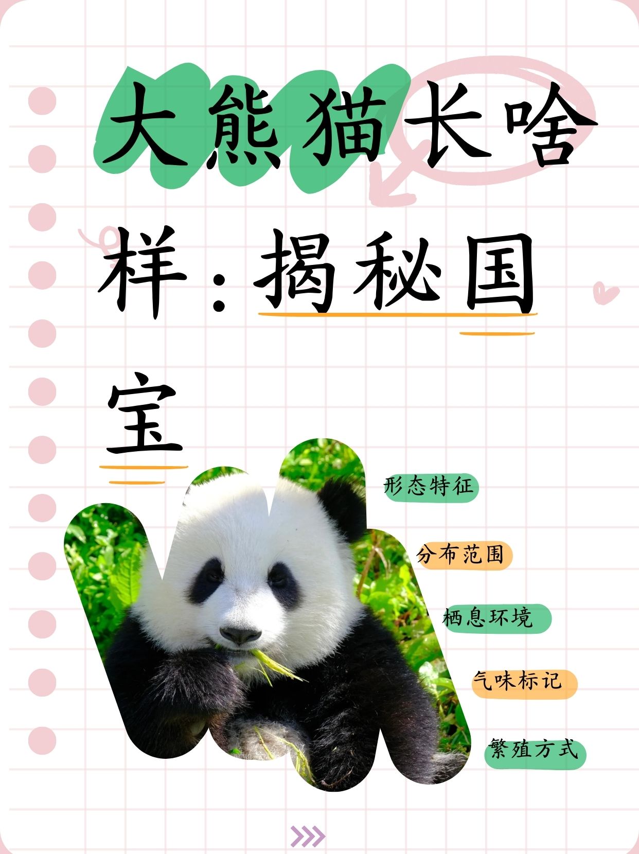介绍熊猫的资料熊猫的资料简介大熊猫的资料可打印版关于熊猫的资料