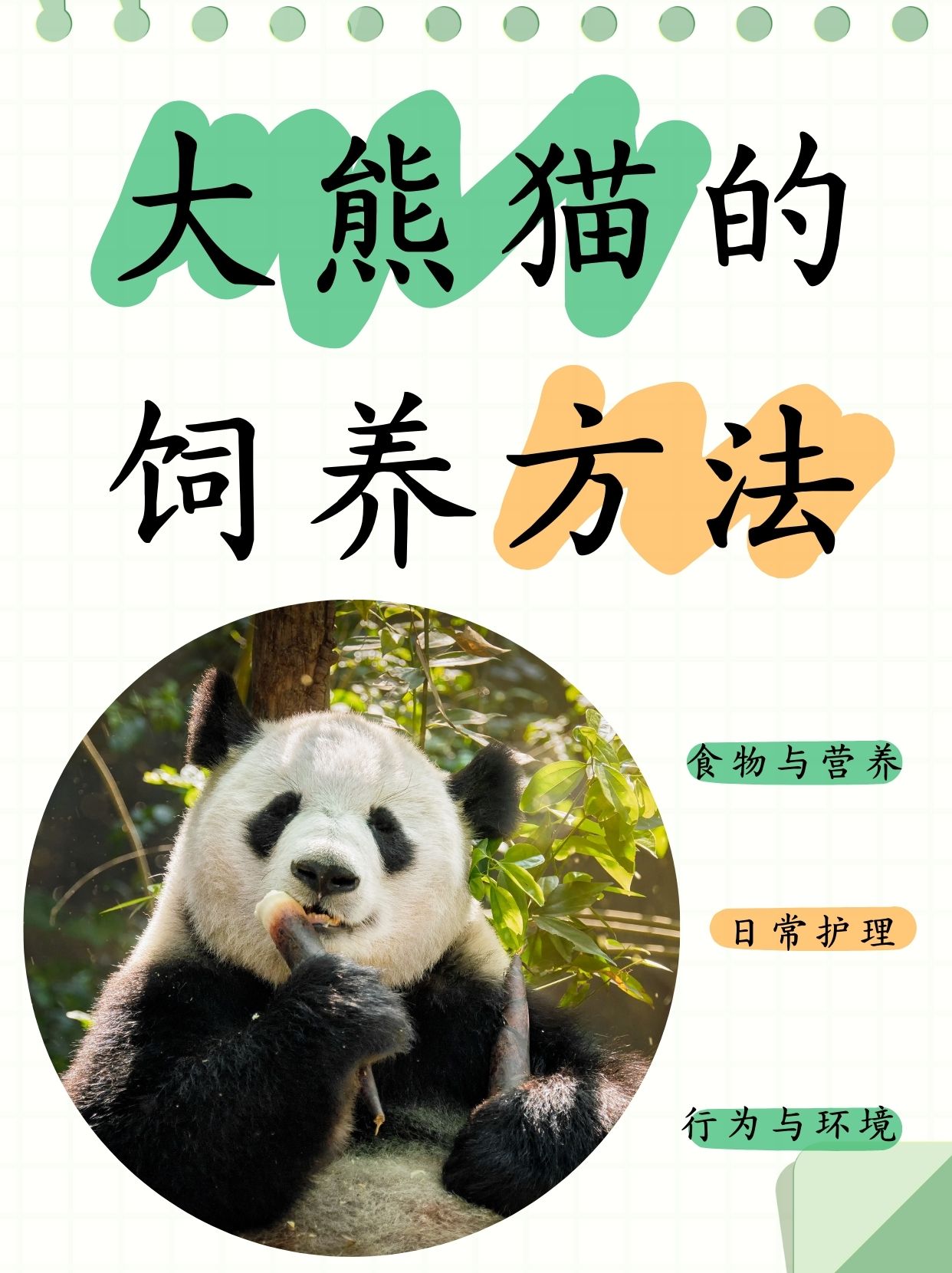 食物与营养 大熊猫的饲养