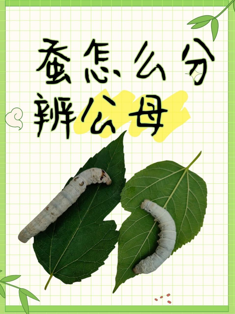 蚕怎么分辨公母  91在蚕宝宝的世界里,从蚕卵到蚕蛾,每一个生命阶段