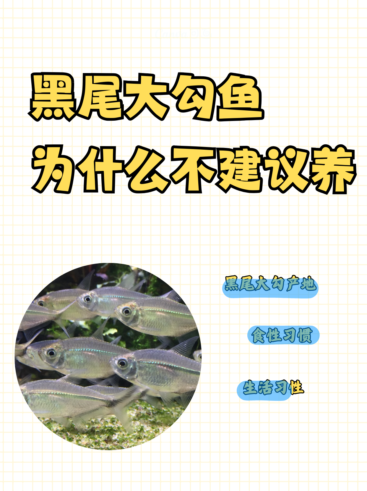 别名大黑勾,大勾黑尾灯,学名moenkh黑尾大勾黑尾大勾鱼黑尾大勾好养吗
