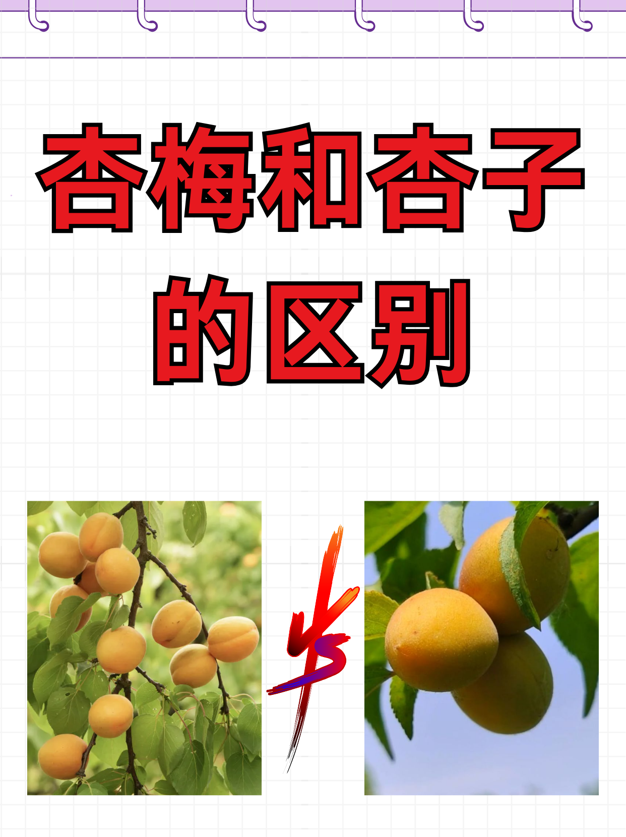 1外形:青梅和杏子的外观颜色相近,成熟后都呈黄澄澄的色泽