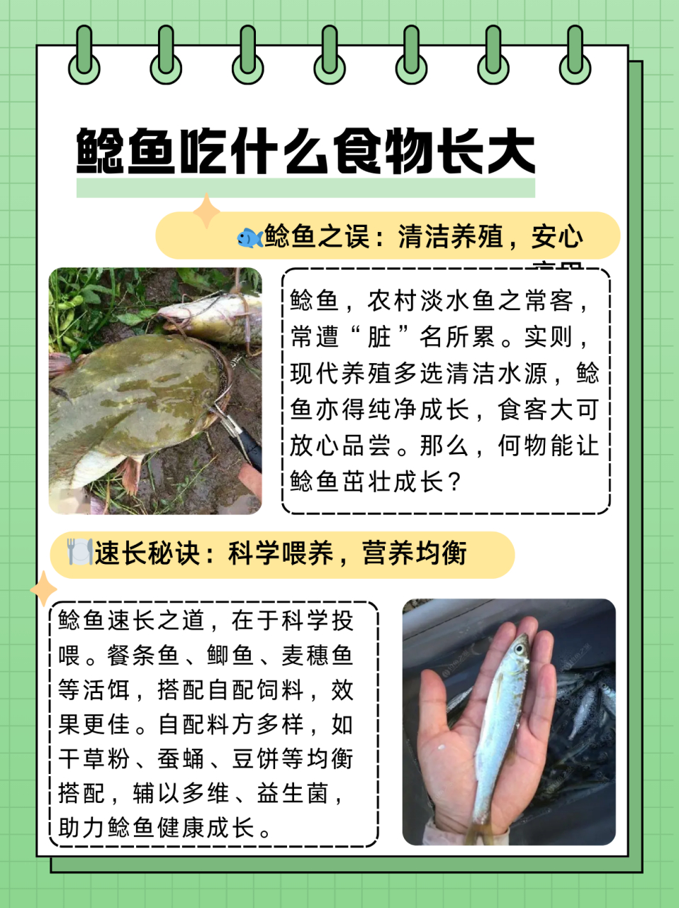 鲶鱼吃什么食物长大  鲶鱼是农村地区很常见的一种淡水鱼,都说鲶鱼脏