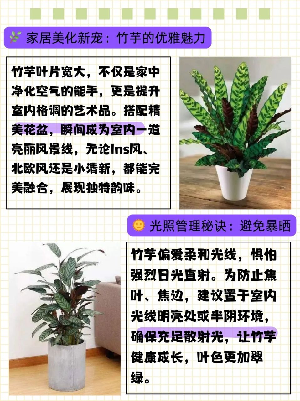 芋头盆栽 忌讳图片