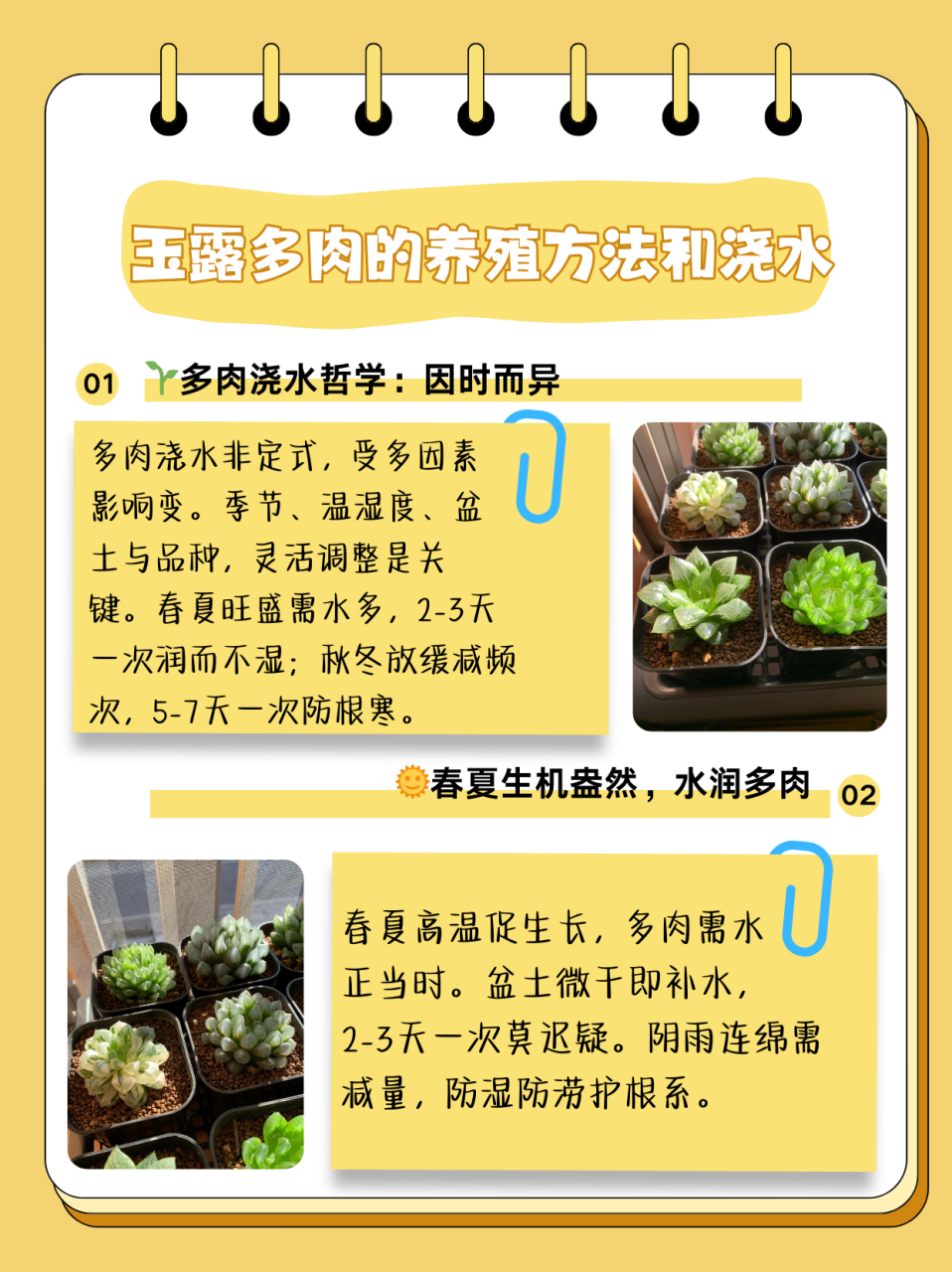 玉露多肉的养殖方法和浇水  🌱首先,我们要明白一个道理:多肉的浇水