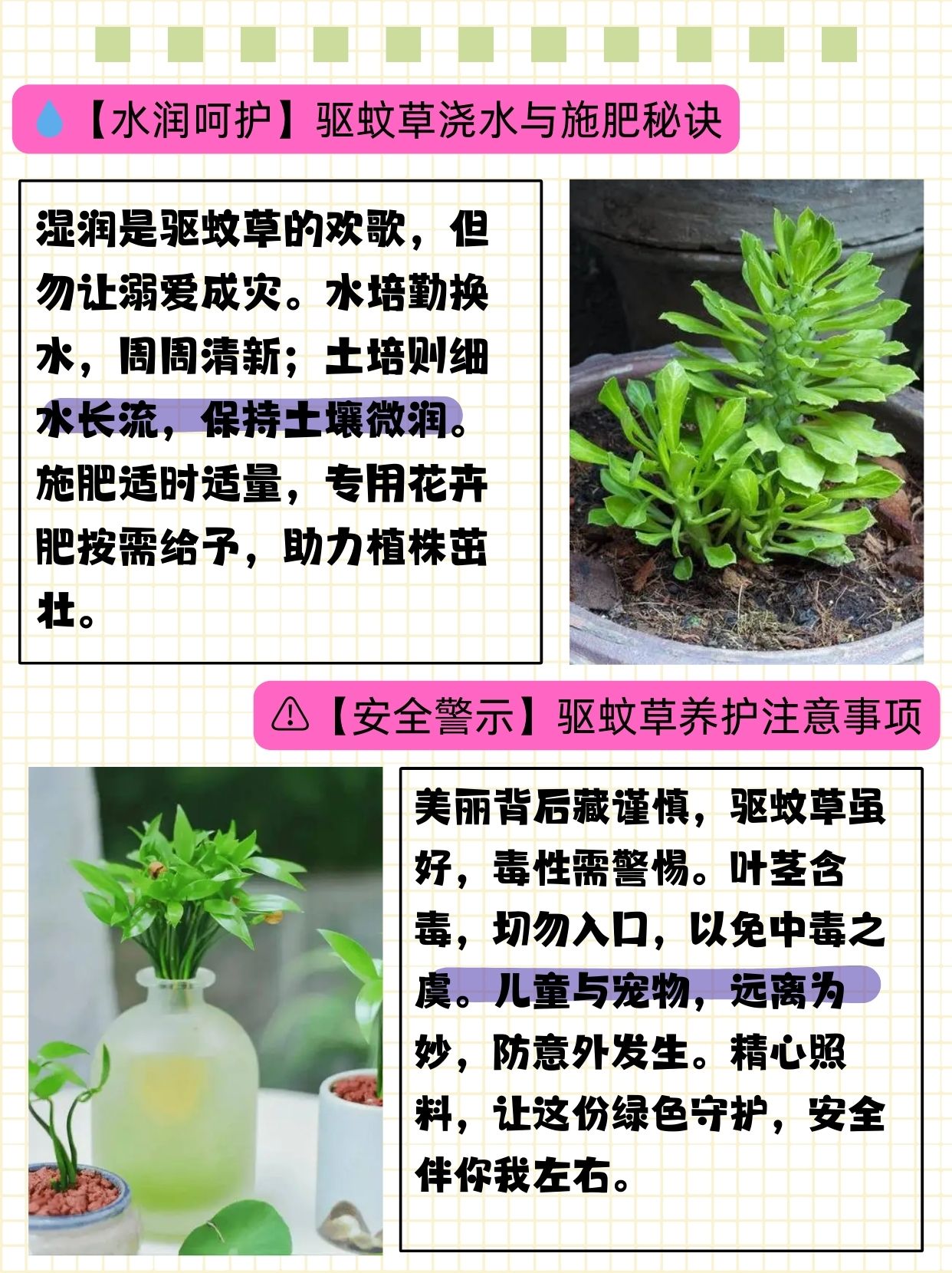 驱蚊草的养殖方法与注意事项  闺蜜想养驱蚊草,问我该怎么养,我给她